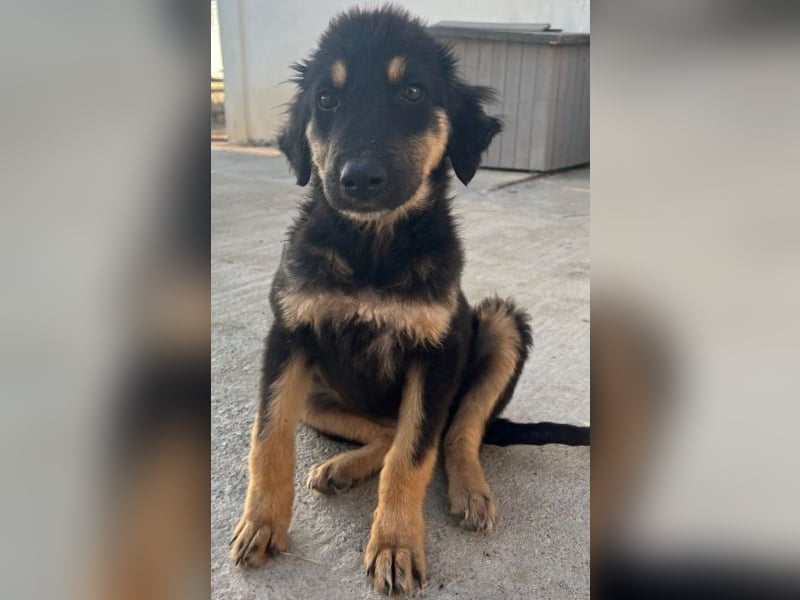 Philea-Noemi, geb. ca. 08/2025, lebt in GRIECHENLAND, im städt. Tierheim Serres