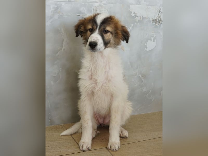 Vera, geb. ca. 12/2025, lebt in GRIECHENLAND, auf einer privaten Pflegestelle