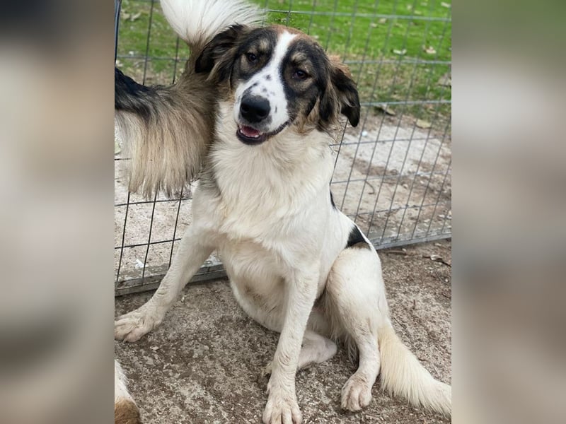 Resi, geb. ca. 10/2024, lebt in GRIECHENLAND, auf einer privaten Pflegestelle