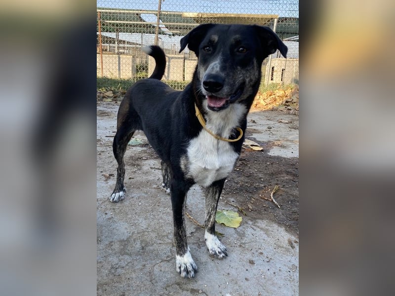 Mareen, geb. 12/2017, lebt in GRIECHENLAND, im städt. Tierheim Serres