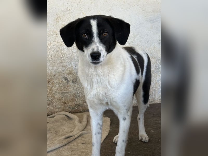 Lino, geb. ca. 03/2024, lebt in GRIECHENLAND, auf einer privaten Pflegestelle