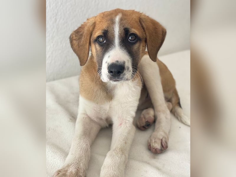 Juno, geb. 03/2025, lebt in GRIECHENLAND, im städt. Tierheim Serres