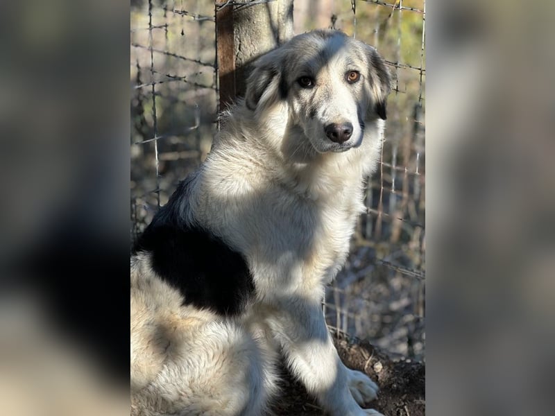 Sally Brown, geb. ca. 12/2023, lebt in GRIECHENLAND, auf einer privaten Pflegestelle