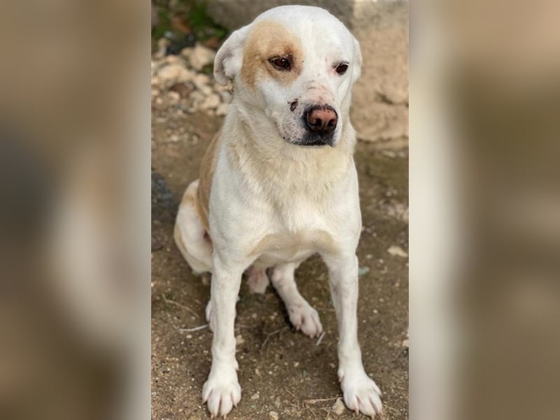 Lono, geb. ca. 06/2020, lebt in GRIECHENLAND, auf einer privaten Pflegestelle