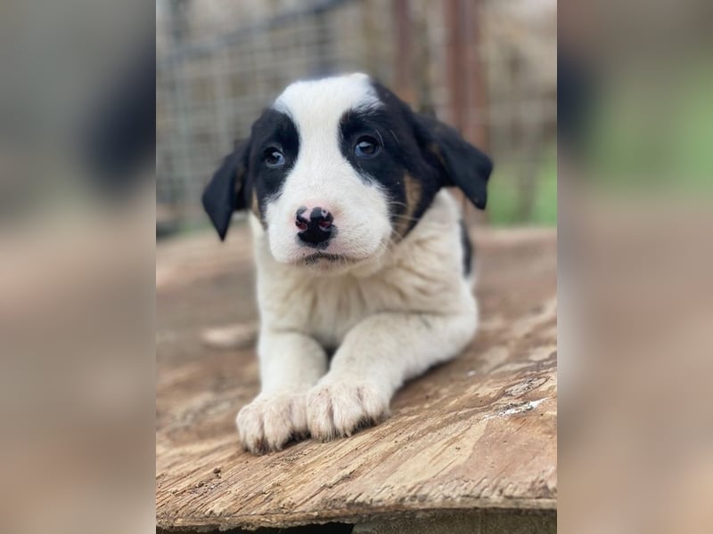 Hawaii, geb. ca. 11/2025, lebt in GRIECHENLAND, auf einer privaten Pflegestelle