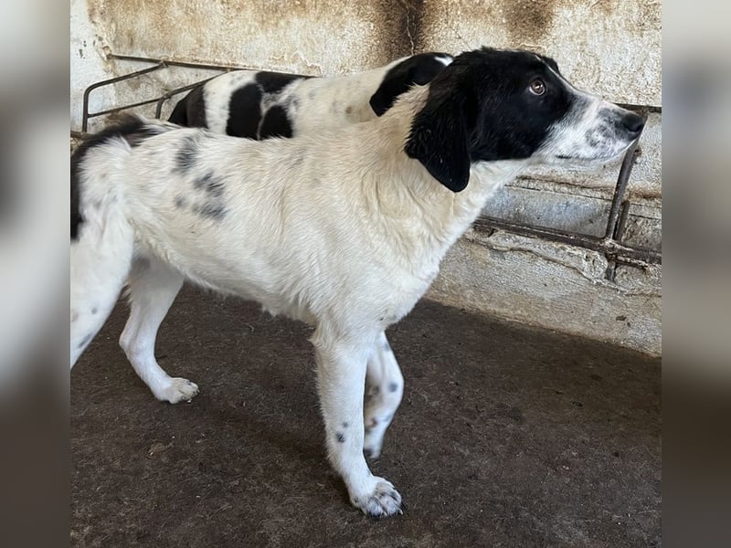 Niara, geb. ca. 03/2024, lebt in GRIECHENLAND, auf einer privaten Pflegestelle