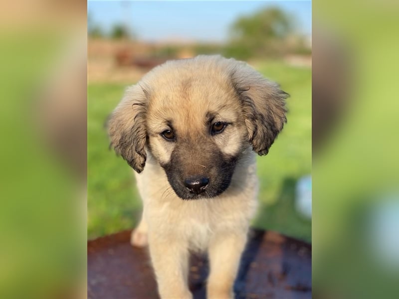 Hermine Granger, geb. ca. 12/2023, lebt in GRIECHENLAND, im städt. Tierheim Serres