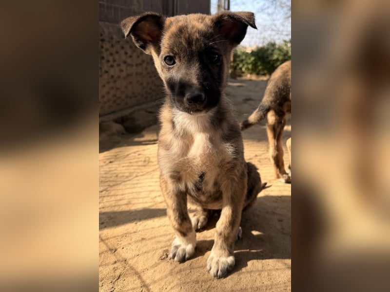 Candara, geb. ca. 12/25, lebt in GRIECHENLAND, auf einer privaten Pflegestelle