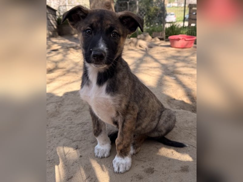 Corbel, geb. ca. 12/25, lebt in GRIECHENLAND, auf einer privaten Pflegestelle