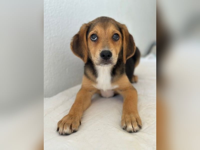 Holly, geb. ca. 03/2026, lebt in GRIECHENLAND, im städt. Tierheim Serres