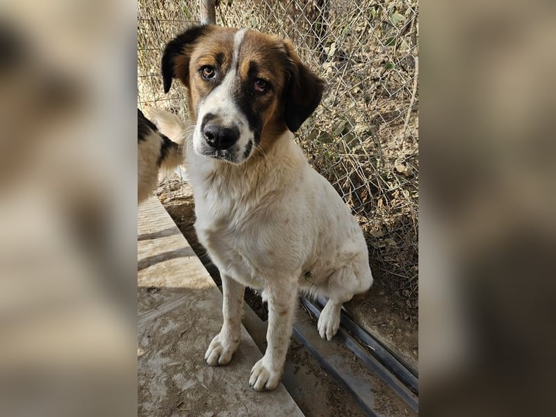 Fiva, geb. ca. 02/2024, lebt in GRIECHENLAND, im städt. Tierheim Serres