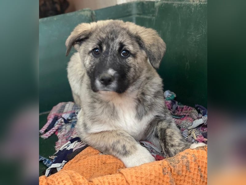 Soya, geb. ca.10/2025, lebt in GRIECHENLAND, im städt. Tierheim Serres