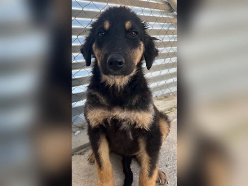 Philea-Noemi, geb. ca. 08/2025, lebt in GRIECHENLAND, im städt. Tierheim Serres