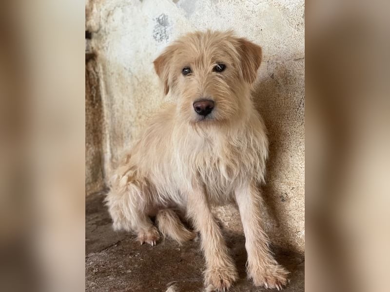 Susan, geb. ca. 04/2024, lebt in GRIECHENLAND, auf einer privaten Pflegestelle