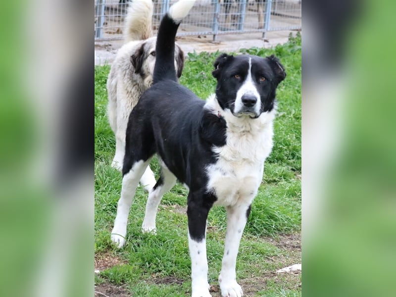 Eddy, geb. ca. 01/2018, lebt in GRIECHENLAND, im städt. Tierheim Serres