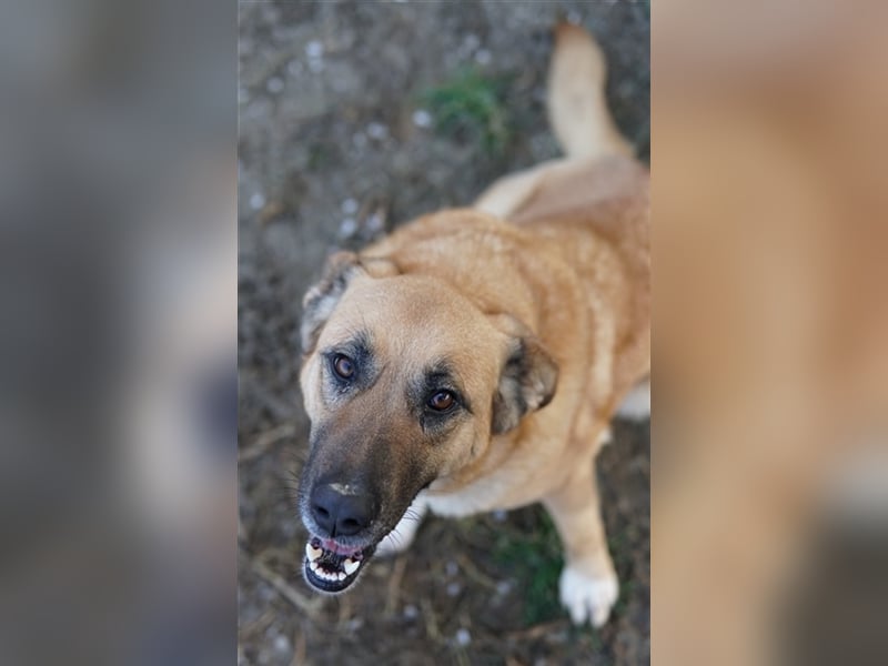 Wilhelmine Johanna, geb. ca. 10/2019, lebt in GRIECHENLAND, im städt. Tierheim Serres