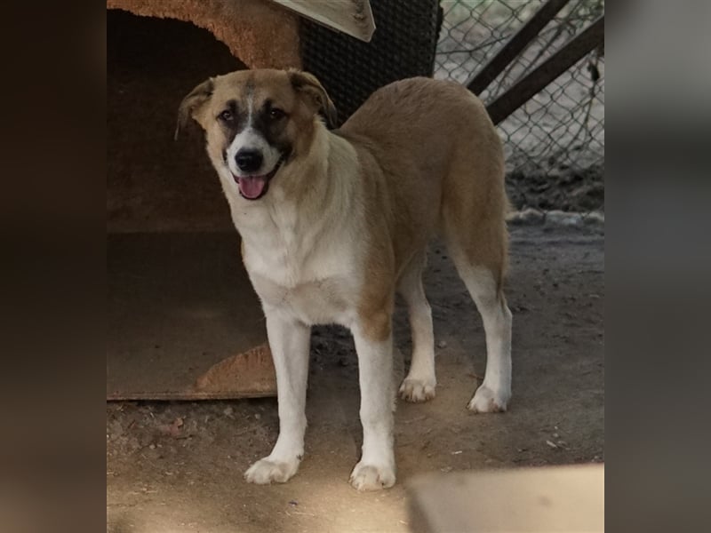 Jeanie, geb. ca. 05/2023, lebt in GRIECHENLAND, im städt. Tierheim Serres