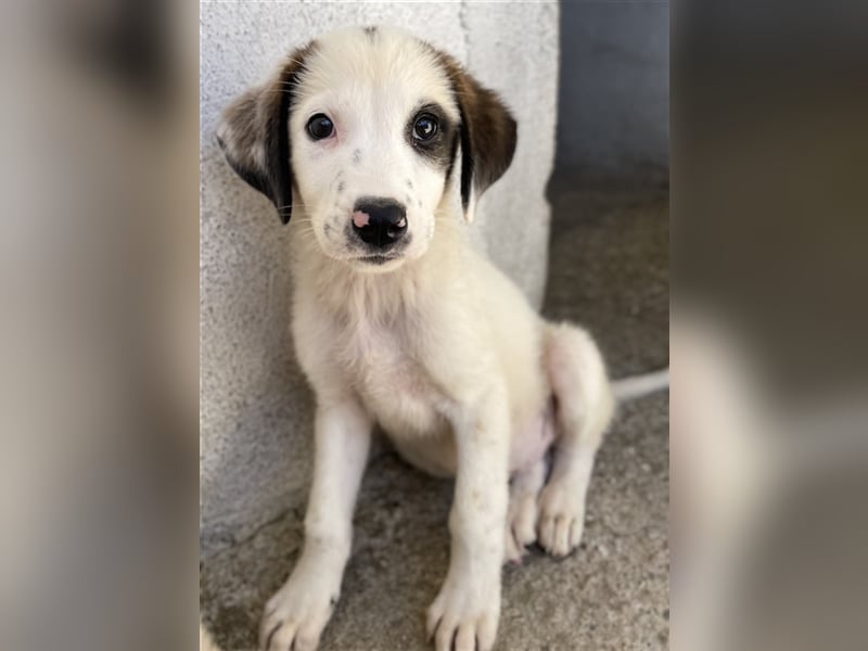 Benda, geb. ca. 06/2023, lebt in GRIECHENLAND, im städt. Tierheim Serres