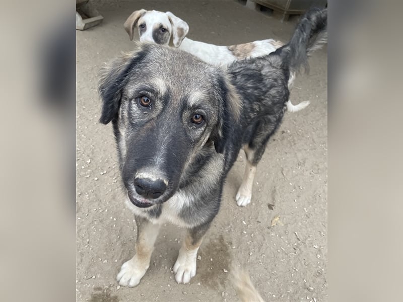 Karla, geb. ca. 03/2023, lebt in GRIECHENLAND, im städt. Tierheim Serres