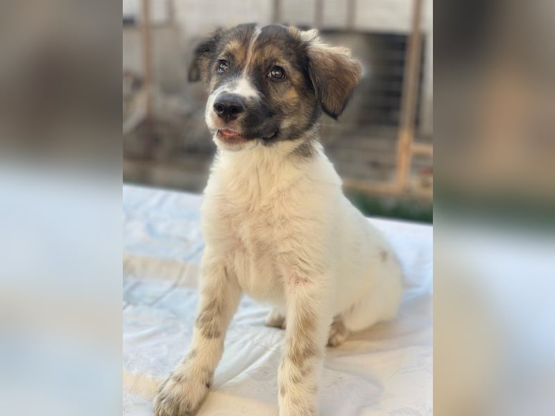 Ludmilla, geb. ca. 05/2025, lebt in GRIECHENLAND, im städt. Tierheim Serres