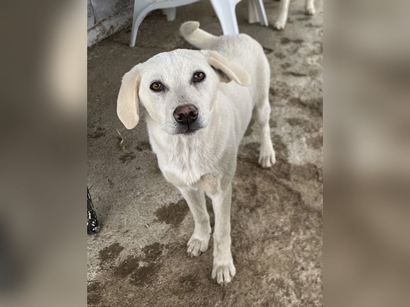 Nomi, geb. ca. 10/2024, lebt in GRIECHENLAND, auf einer privaten Pflegestelle