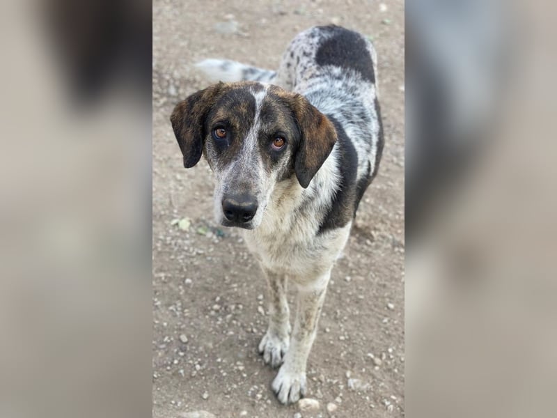 Nonga, geb. ca. 06/2023, lebt in GRIECHENLAND, im städt. Tierheim Serres