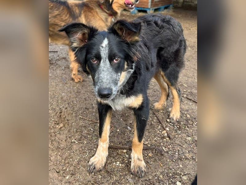 Talom, geb. ca. 03/2022, lebt in GRIECHENLAND, auf einer privaten Pflegestelle