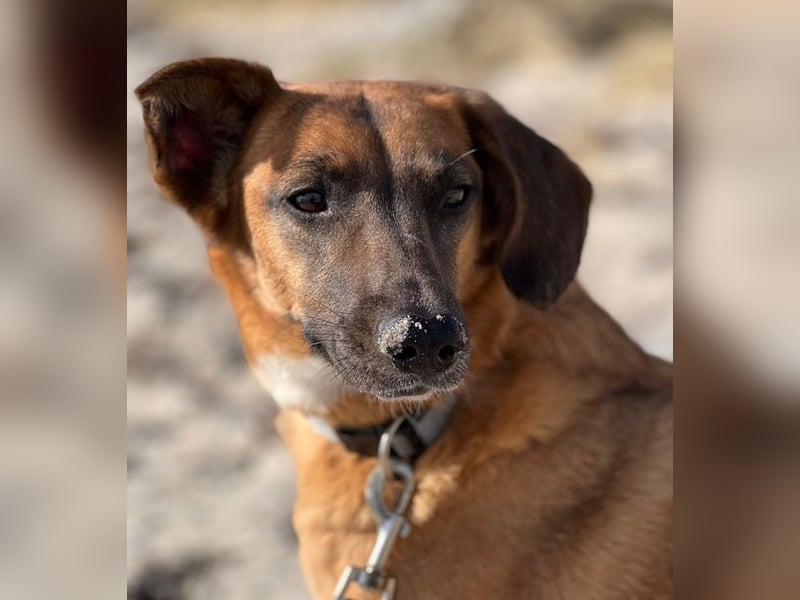 Georgia, geb. ca. 05/2019, lebt bei einer Familie in 13503 Berlin