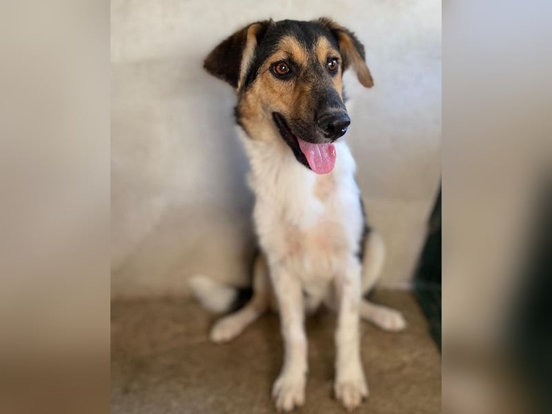 Kati, geb. ca. 03/2025, lebt in GRIECHENLAND, im städt. Tierheim Serres