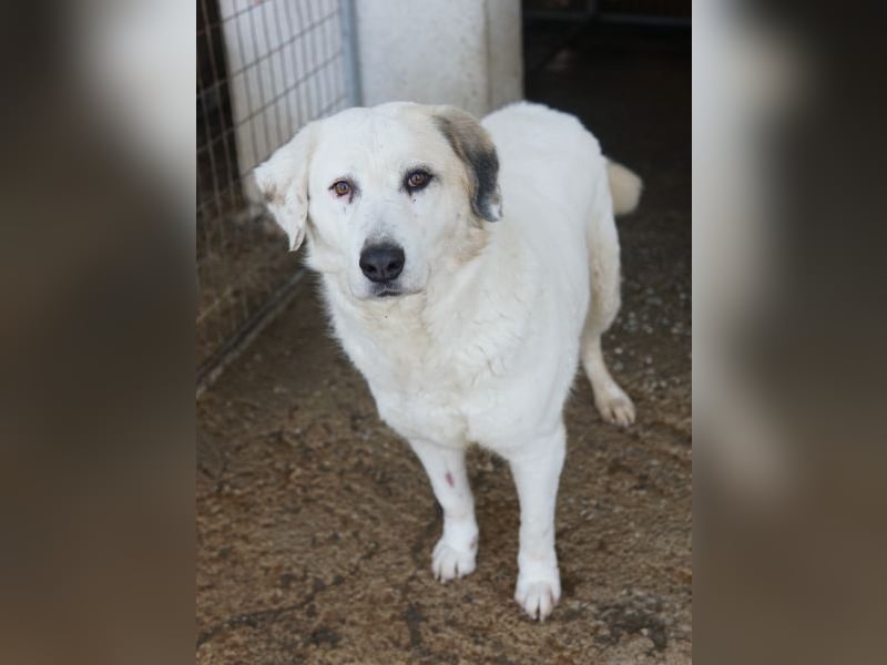 Bruna, geb. ca. 12/2020, lebt in GRIECHENLAND, im städt. Tierheim Serres