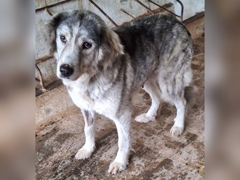 Taika, geb. ca. 07/2024, lebt in GRIECHENLAND, auf einer privaten Pflegestelle