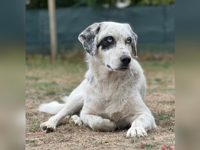 Snow, geb. ca. 06/2023, lebt auf einer Pflegestelle in 47652 Weeze