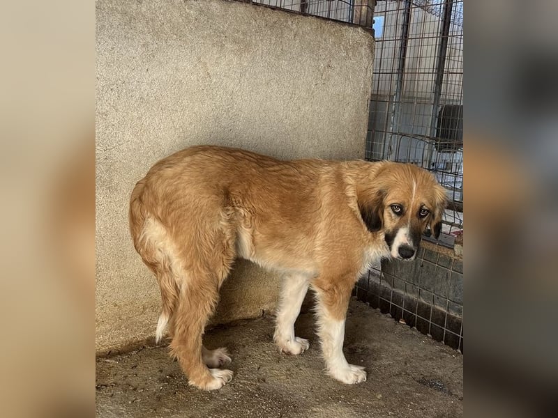 Blümchen, geb. ca. 08/2024, lebt in GRIECHENLAND, im städt. Tierheim Serres