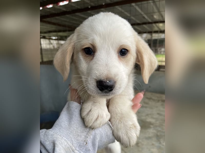 Katy, geb. ca. 11/2025, lebt in GRIECHENLAND, auf einer privaten Pflegestelle