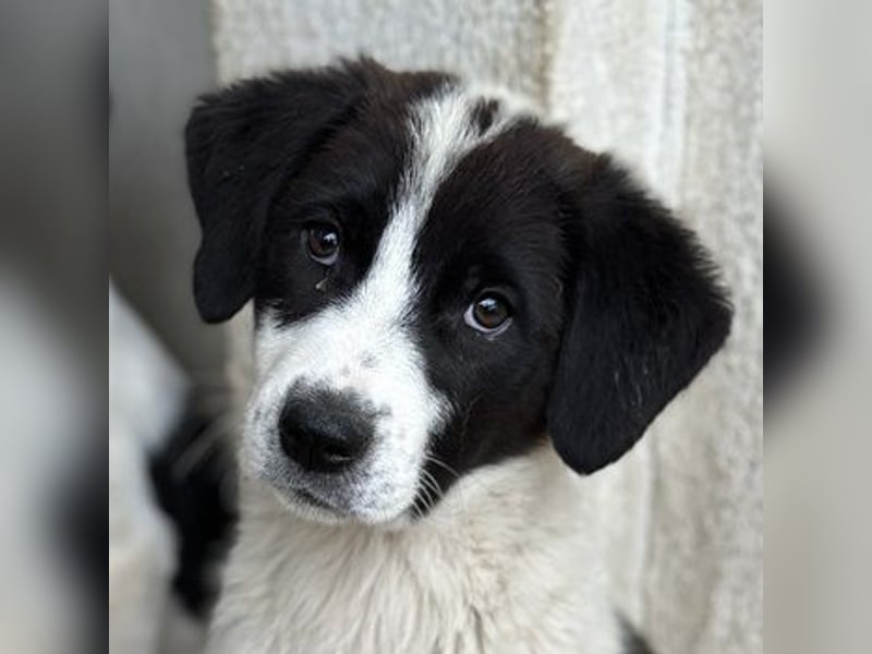 Zenzi, geb. ca. 01/2025, lebt in GRIECHENLAND, im städt. Tierheim Serres