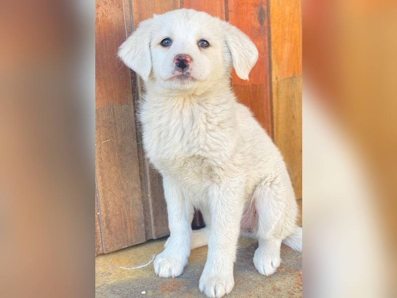 Saki, geb. ca. 03/2026 , lebt in GRIECHENLAND, auf einer privaten Pflegestelle