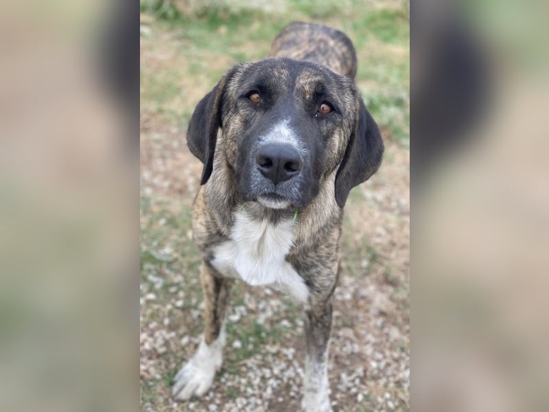 Tenera, geb. ca. 10/2024, lebt in GRIECHENLAND, im städt. Tierheim Serres