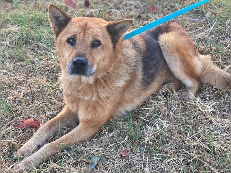 Foxita, geb. ca. 04/2020, lebt in GRIECHENLAND, im städt. Tierheim Serres