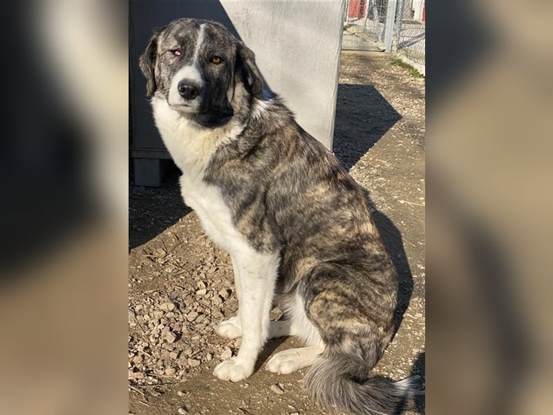 Rafaeli, geb. ca. 03/2021, lebt in GRIECHENLAND, im städt. Tierheim Serres