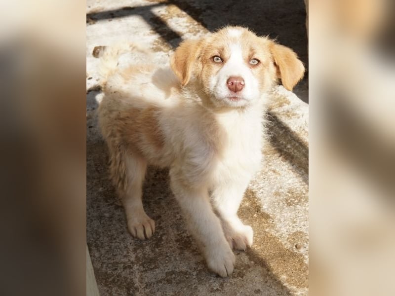 Josefine, geb. ca. 12/2025, lebt in GRIECHENLAND, im städt. Tierheim Serres