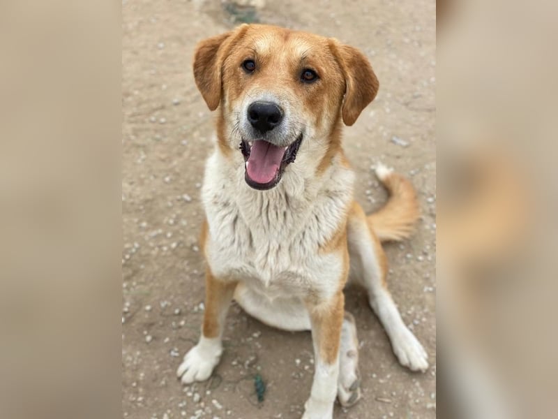 Imilo, geb. ca. 04/2024, lebt in GRIECHENLAND, im städt. Tierheim Serres