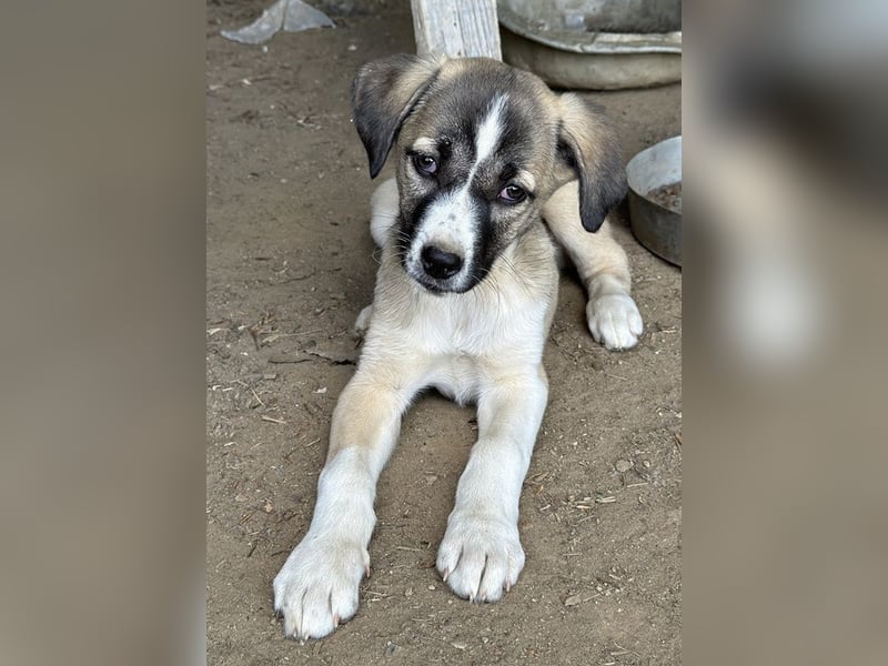 Mia-Melina, geb. ca. 02/2025, lebt in GRIECHENLAND, auf einer privaten Pflegestelle