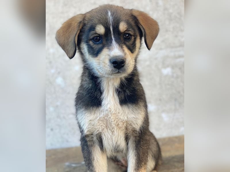 Sissy, geb. ca. 03/2026 , lebt in GRIECHENLAND, auf einer privaten Pflegestelle