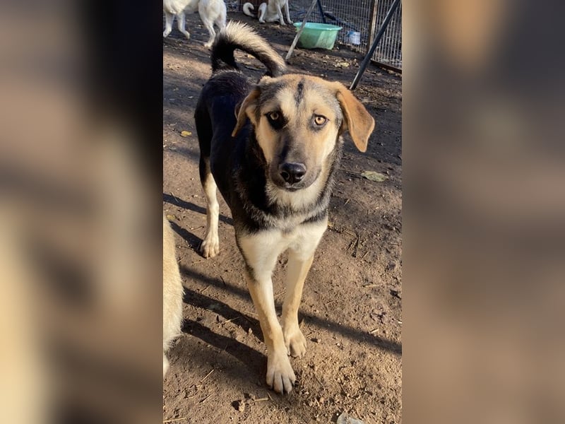 Chita, geb. ca. 05/2024, lebt in GRIECHENLAND, im städt. Tierheim Serres