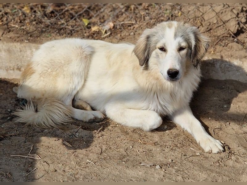 Shirin, geb. ca. 02/2024, lebt in GRIECHENLAND, im städt. Tierheim Serres