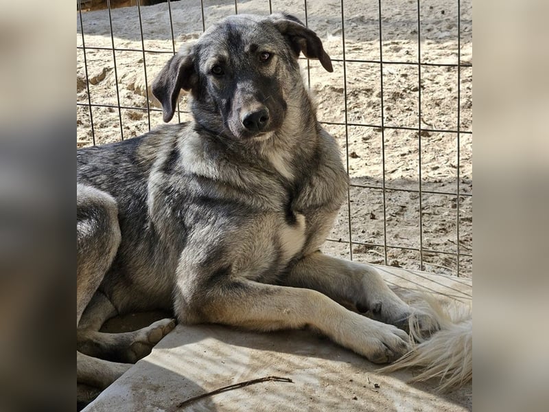 Nina Chuba, geb. ca. 02/2024, lebt in GRIECHENLAND, im städt. Tierheim Serres