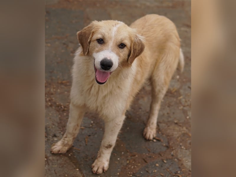 Alrakis, geb. ca. 07/2023, lebt in GRIECHENLAND, auf einer privaten Pflegestelle