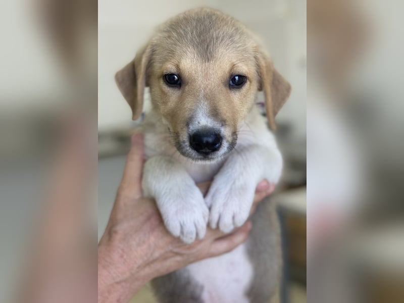 Padme, geb. ca. 04/2024, lebt in GRIECHENLAND, im städt. Tierheim Serres