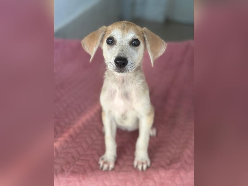 Rosie, geb. ca. 05/2026, lebt in GRIECHENLAND, im städt. Tierheim Serres