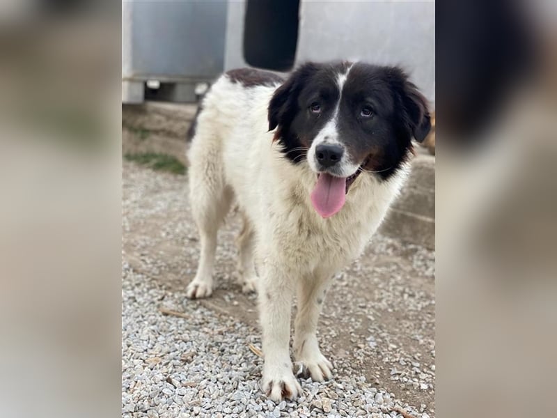 Cora, geb. ca. 07/2022, lebt in GRIECHENLAND, im städt. Tierheim Serres